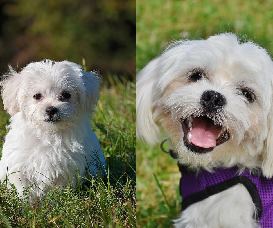 bichon frise vs maltese