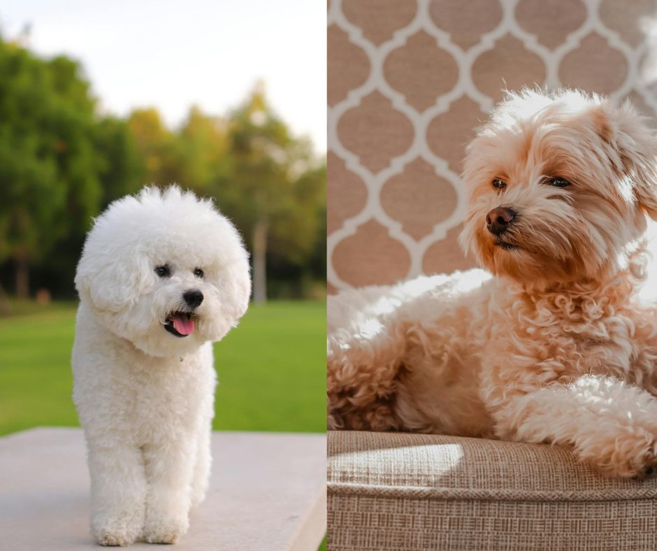 bichon frise vs maltipoo