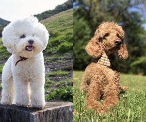 bichon frise vs poodle