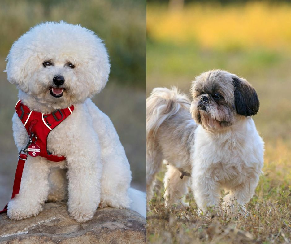 bichon frise vs shih tzu