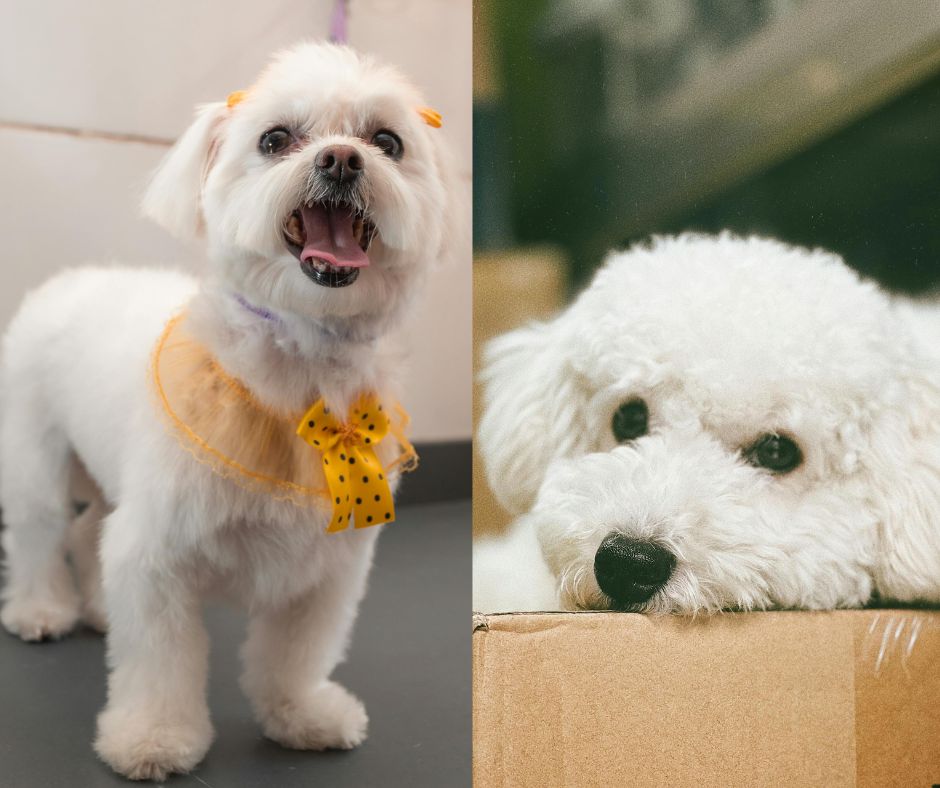 bichon frise vs toy poodle