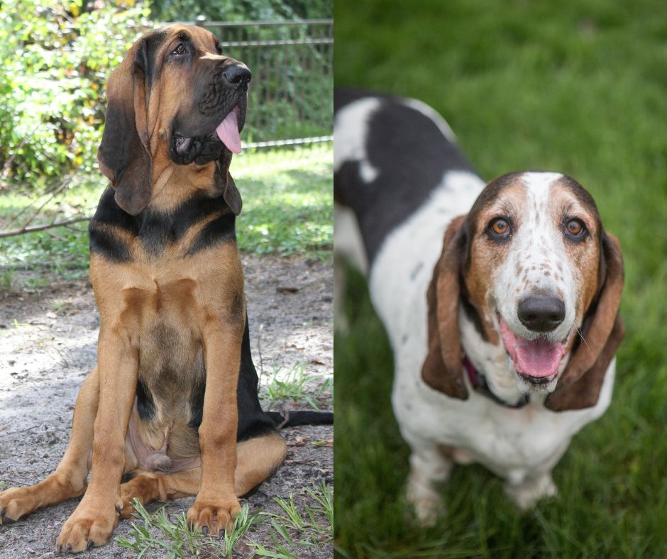 bloodhound vs basset hound