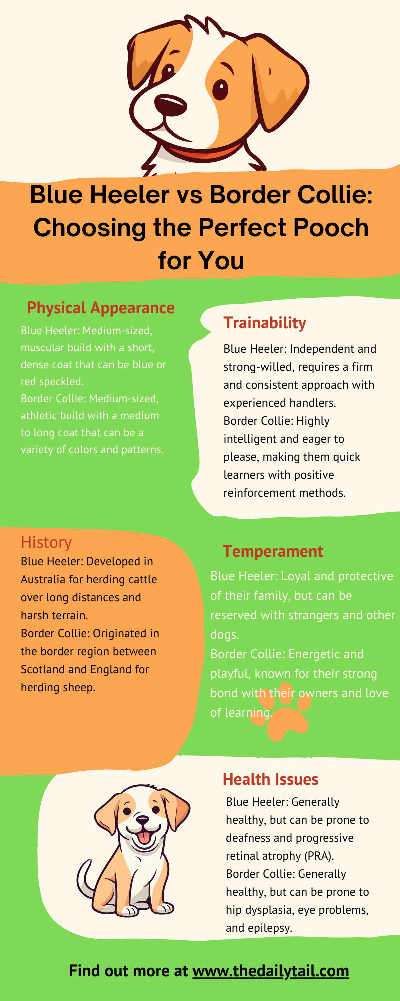 blue heeler vs border collie infographic