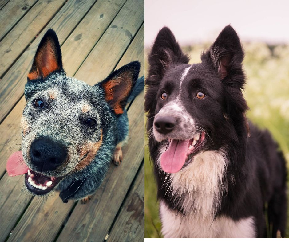 blue heeler vs border collie