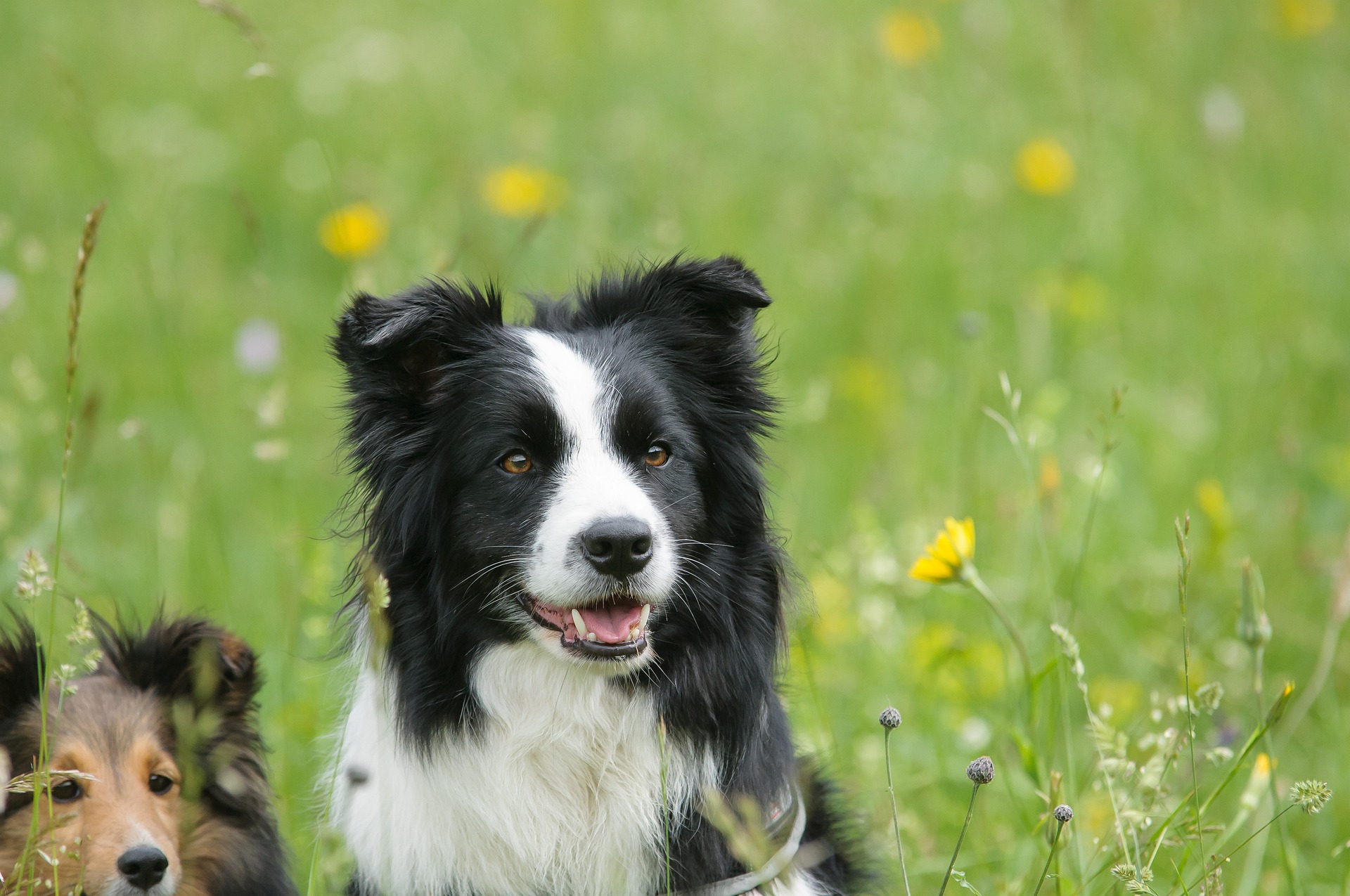 border collie 1156819 1920