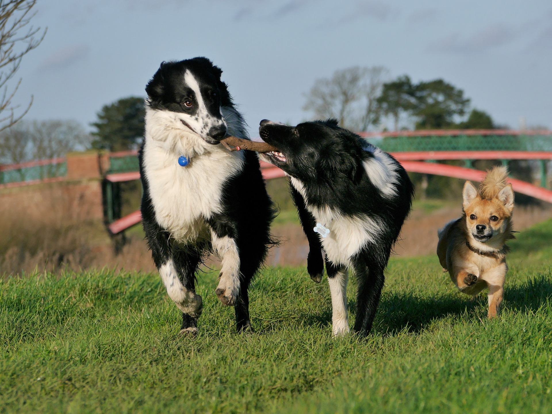 border collie 1167926 1920 1