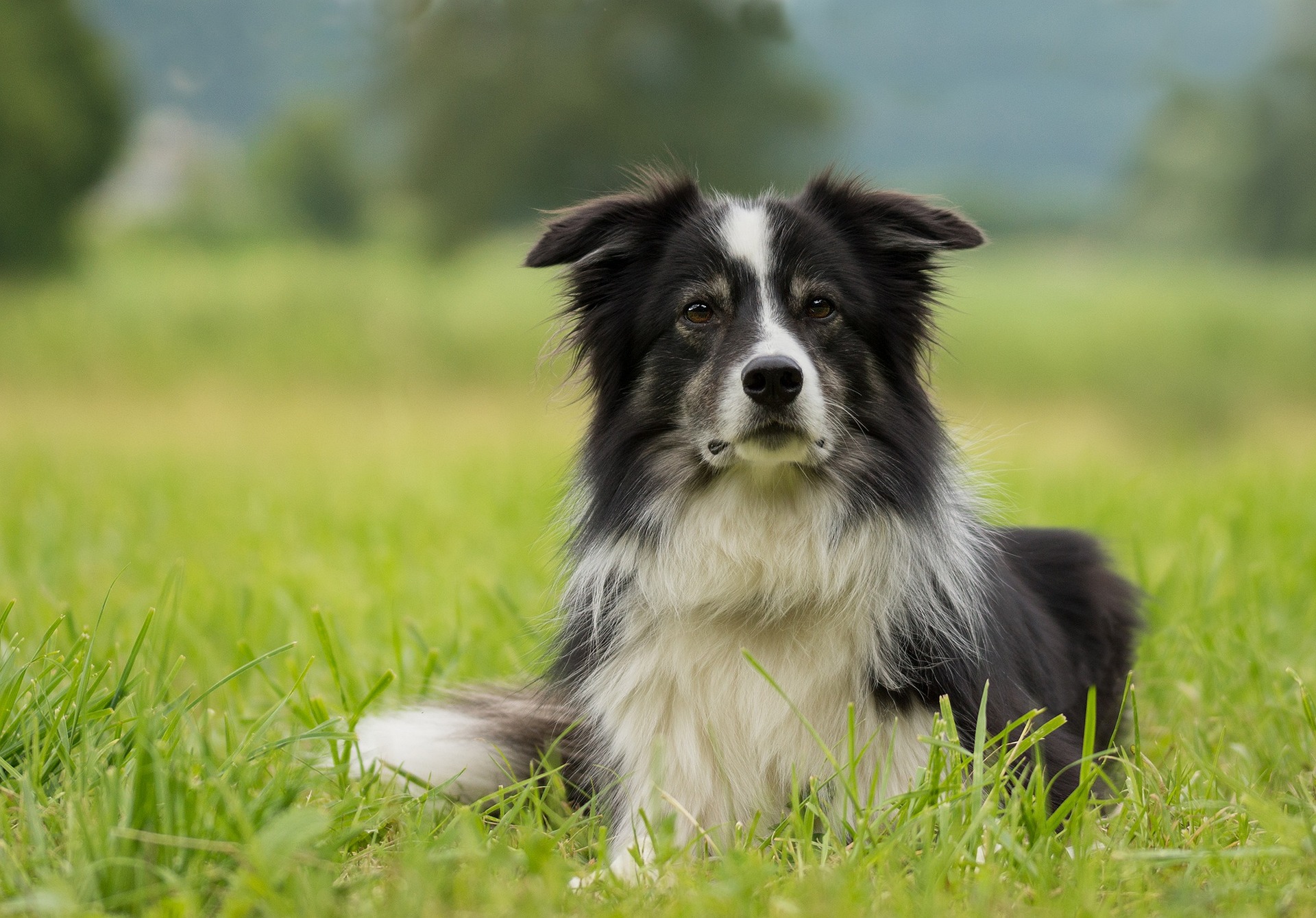 border collie 2184706 1920