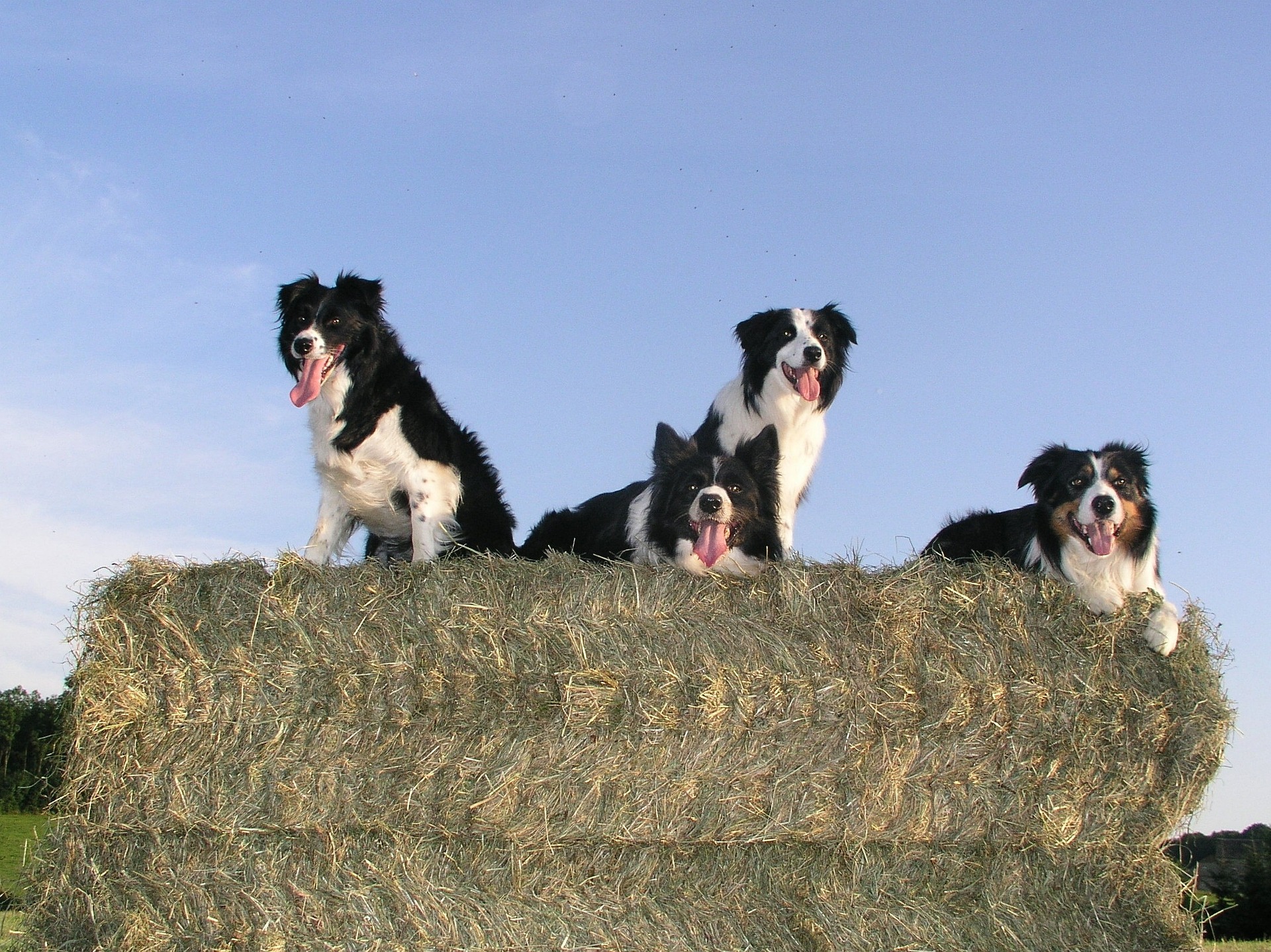 border collie 337451 1920