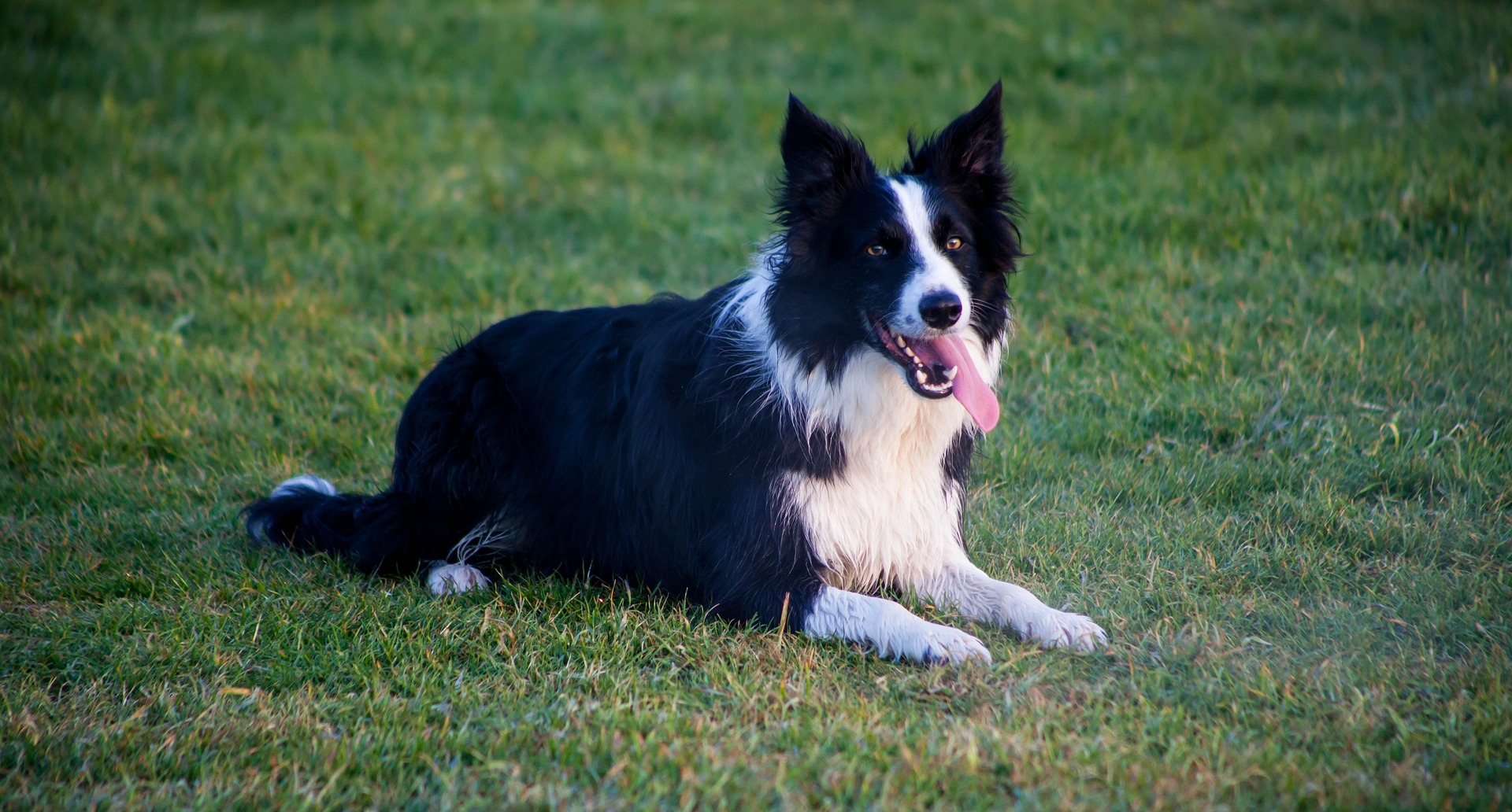 border collie 4163067 1920 1