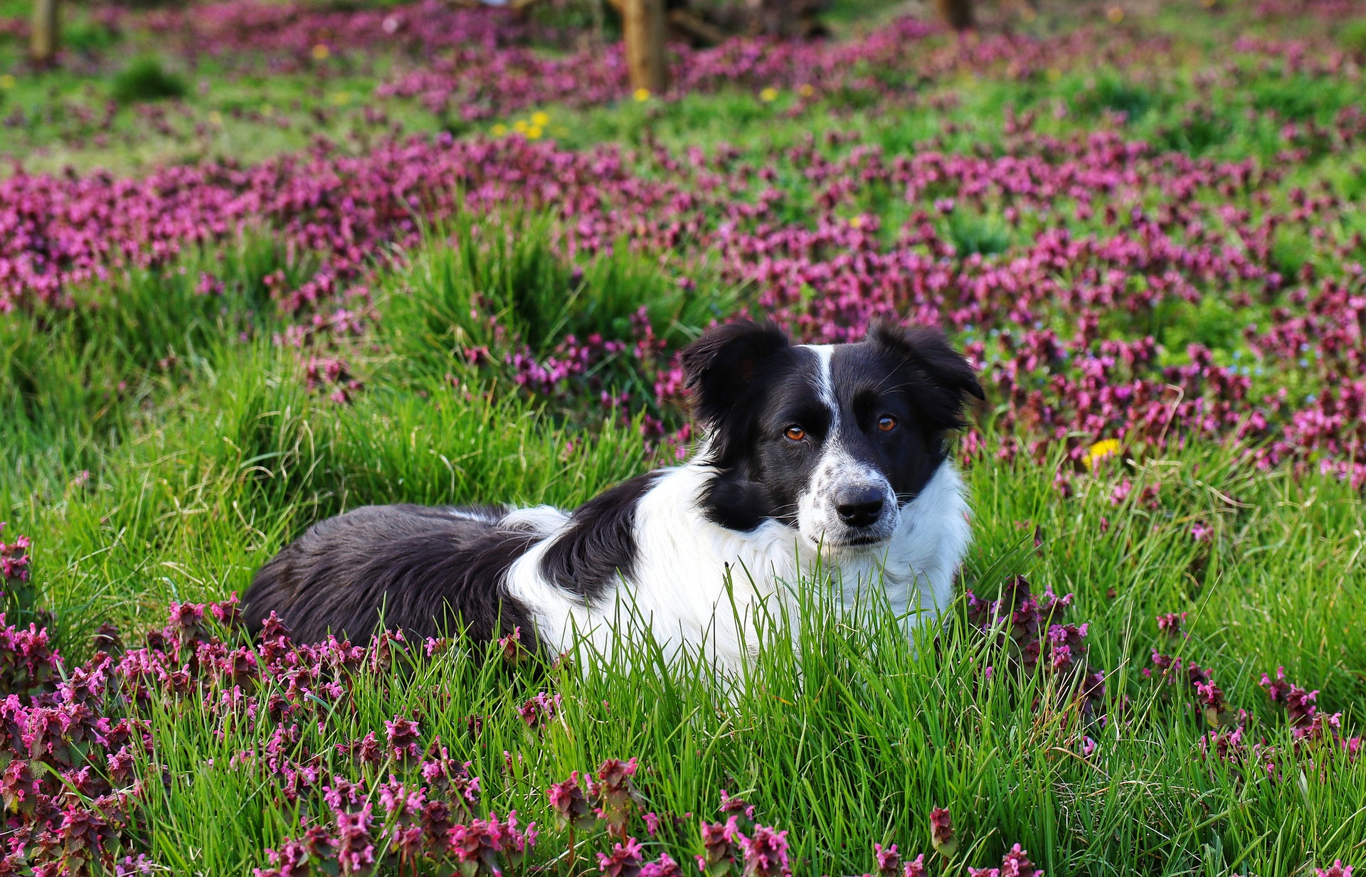 border collie 6476435 1920