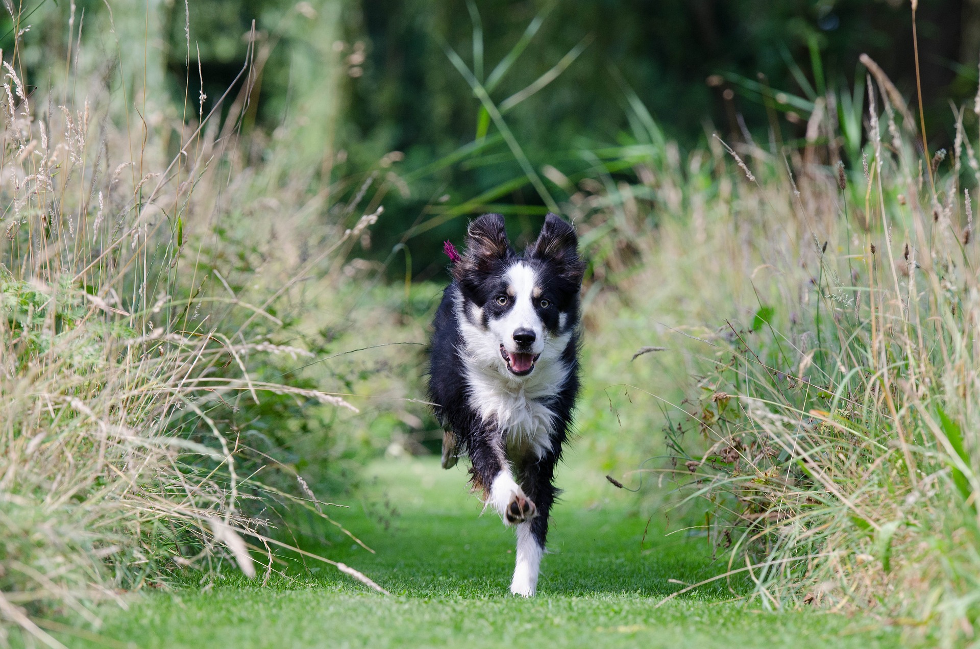 border collie 662786 1920 1