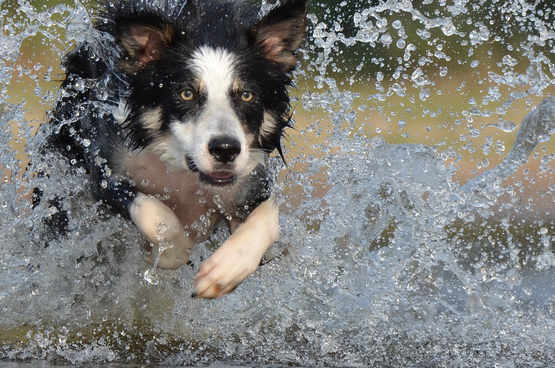 border collie 667487 1920