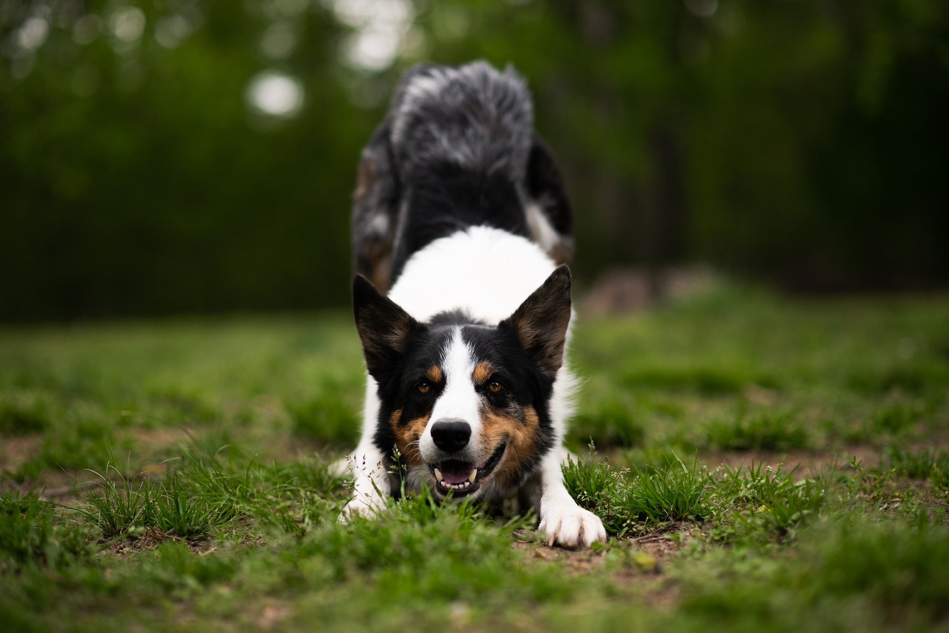 border collie 8104878 1920