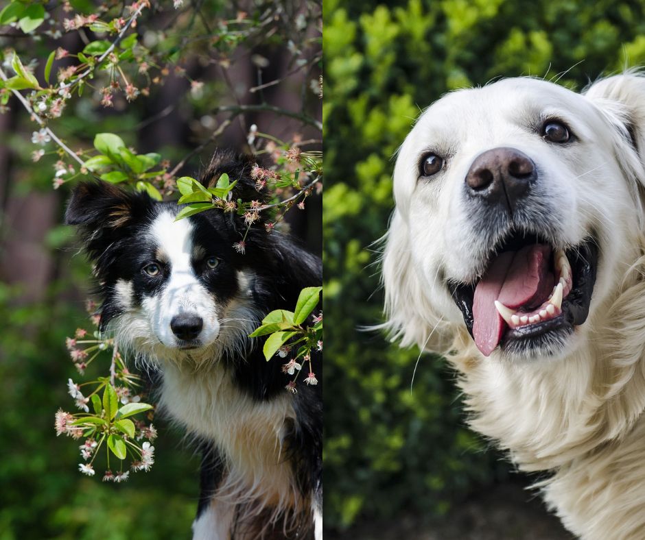 border collie vs golden retriever