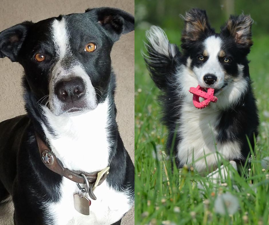 border collie vs mcnab dog