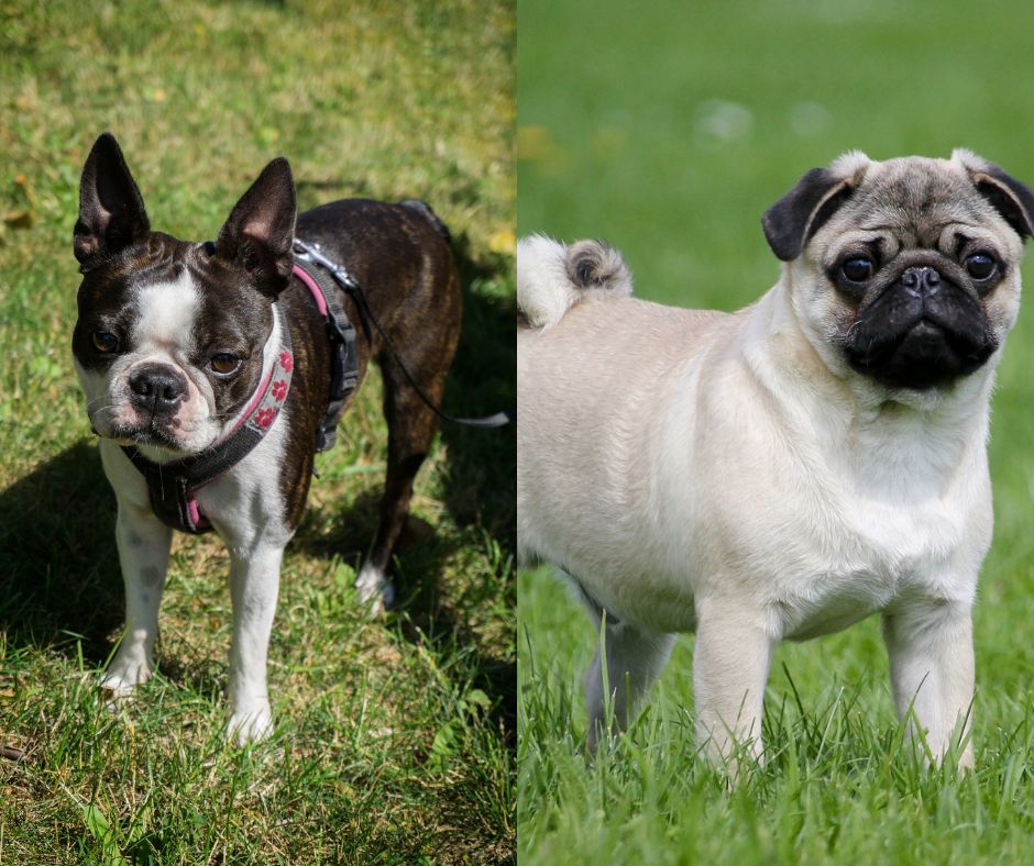 boston terrier vs pug