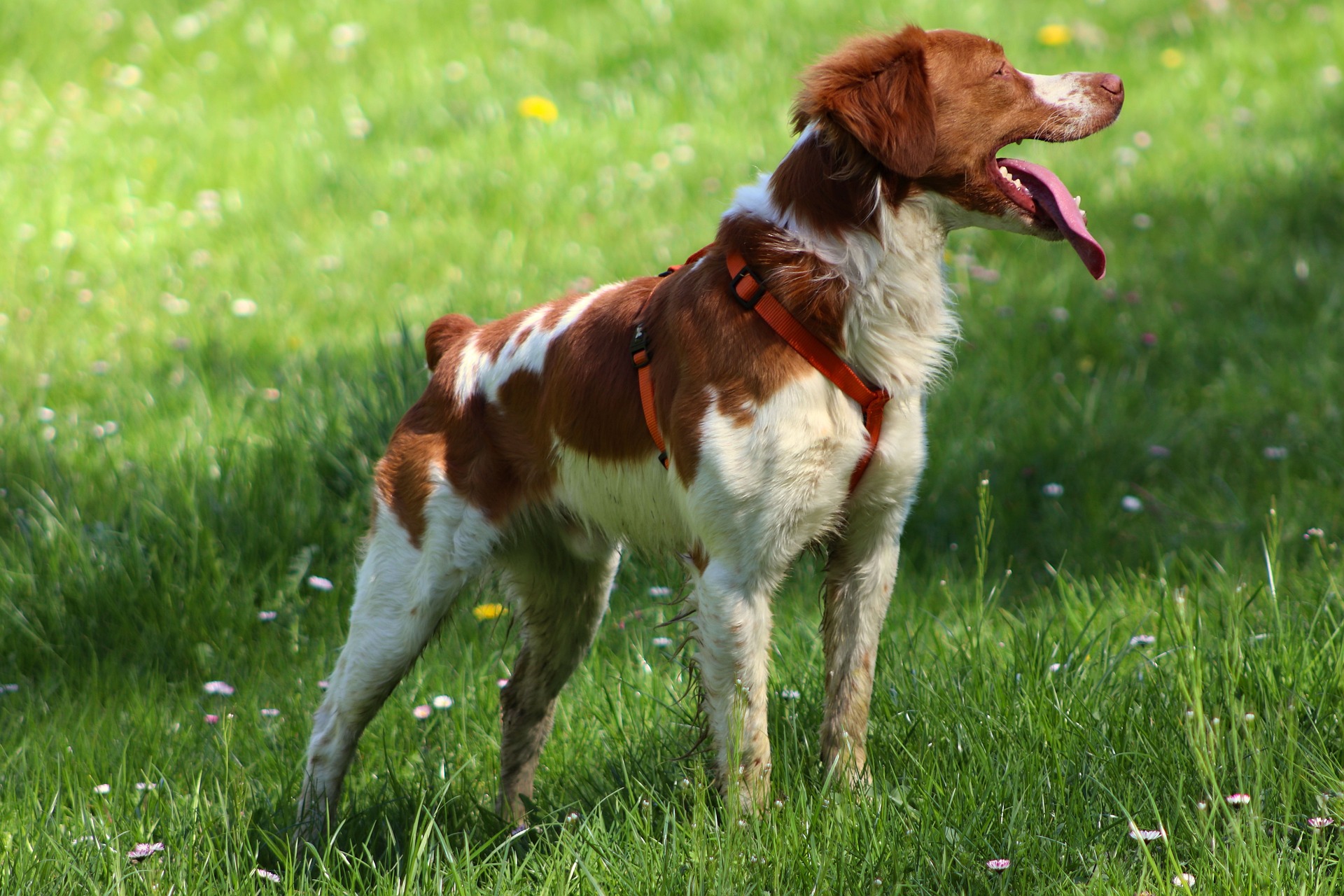 britanny spaniel