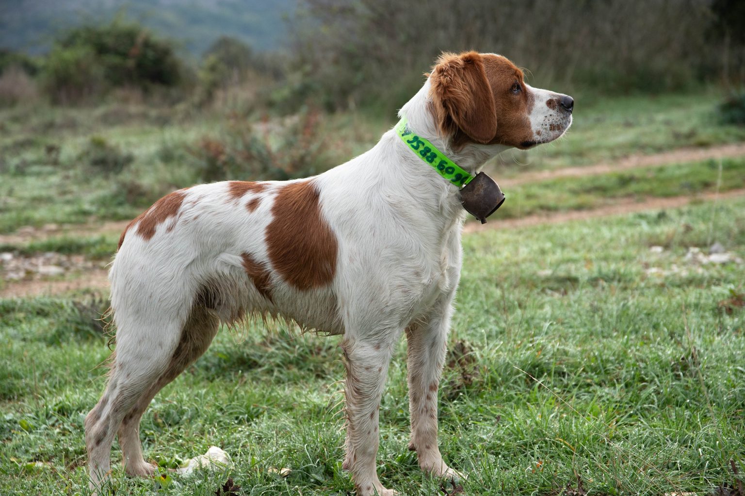 English Springer Spaniel Vs Brittany Choosing Your Perfect Sporting