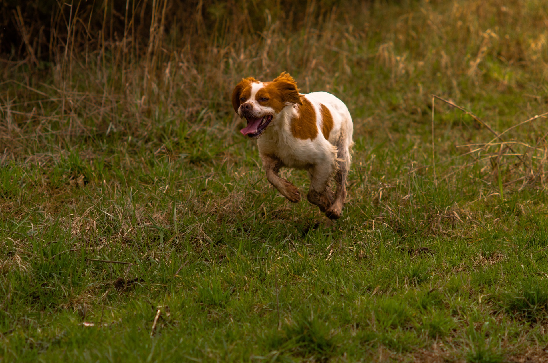 brittany spaniel 4822533 1920