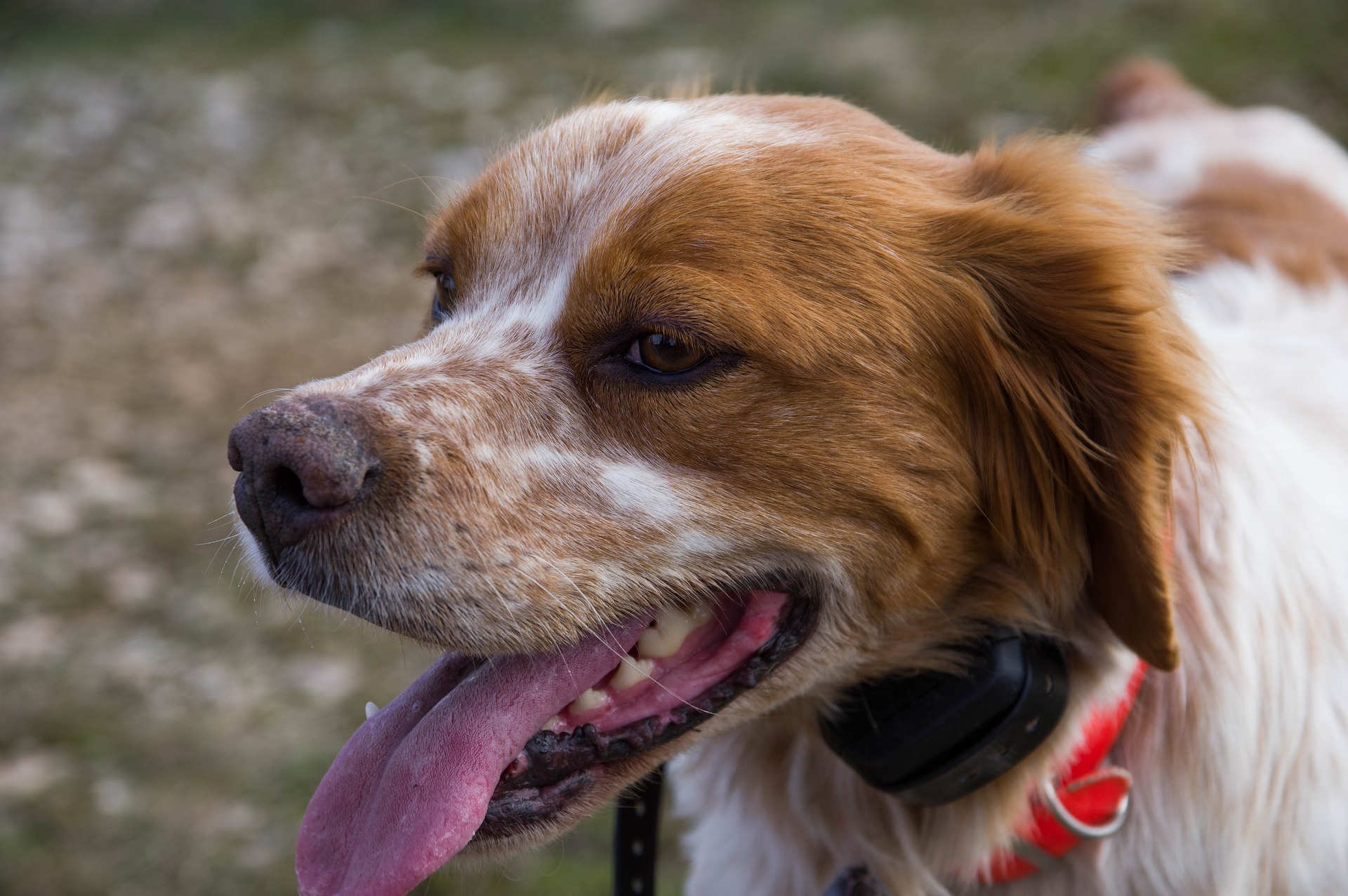 brittany spaniel 5965103 1920