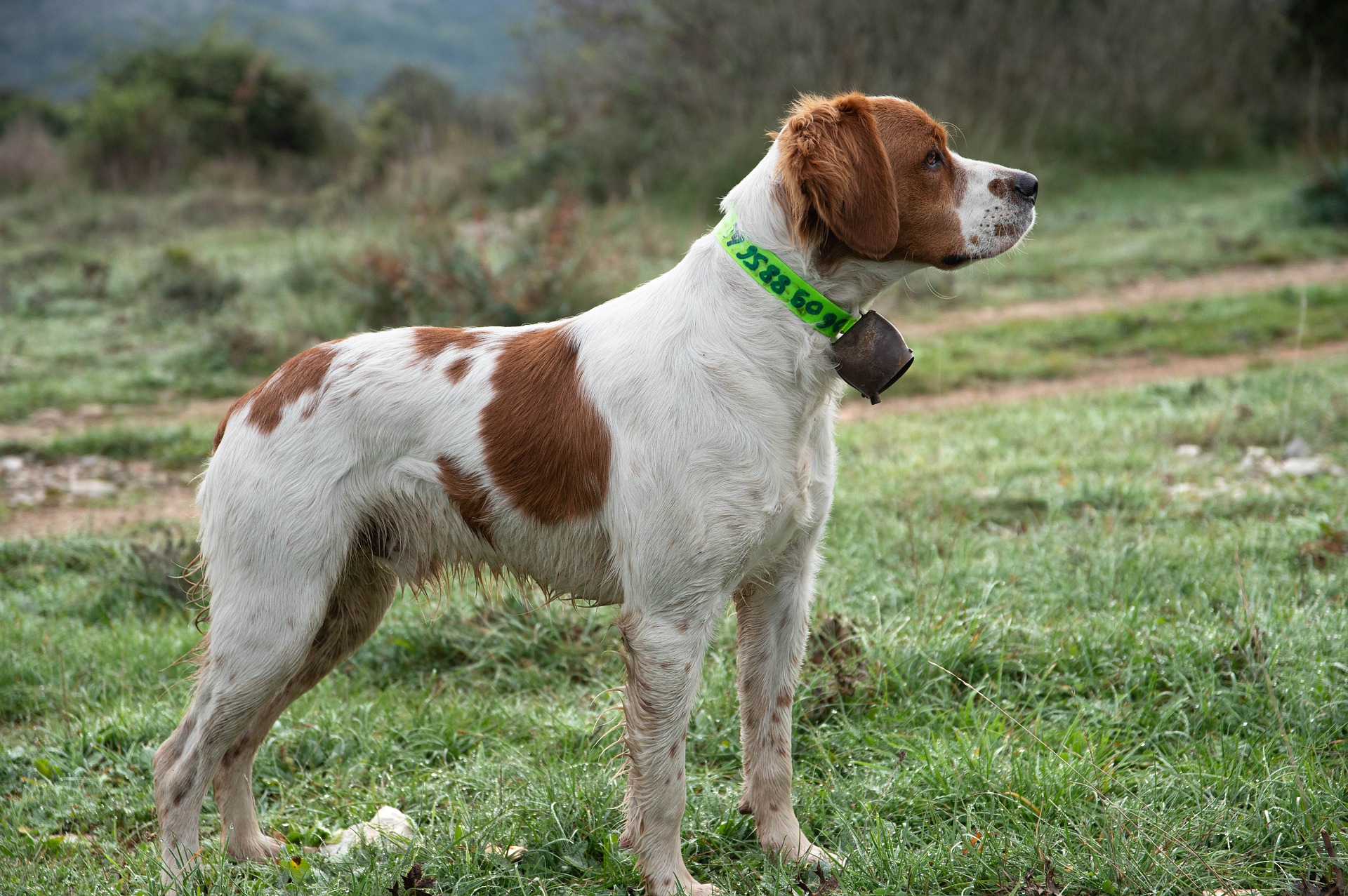 brittany spaniel