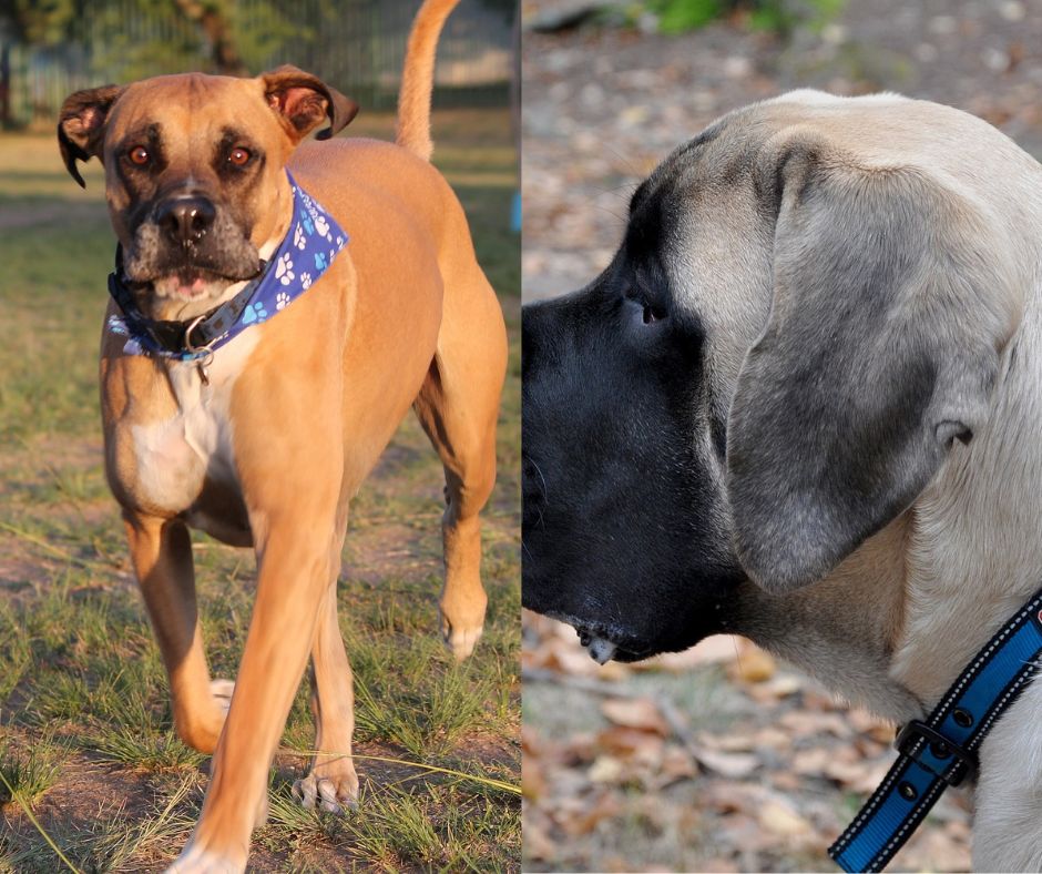 bullmastiff vs english mastiff