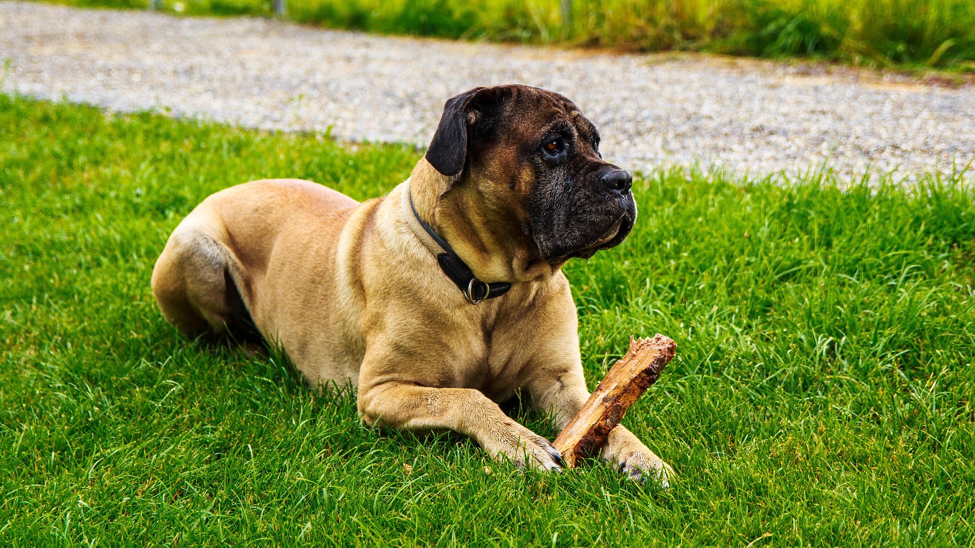 cane corso 4344342 1920