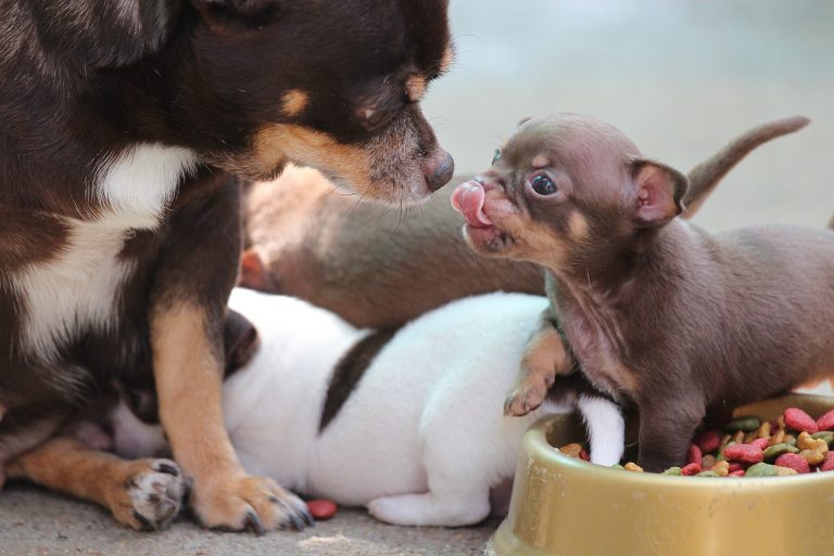Min Pin Vs Chihuahua: Comparing Two Toy Dog Titans