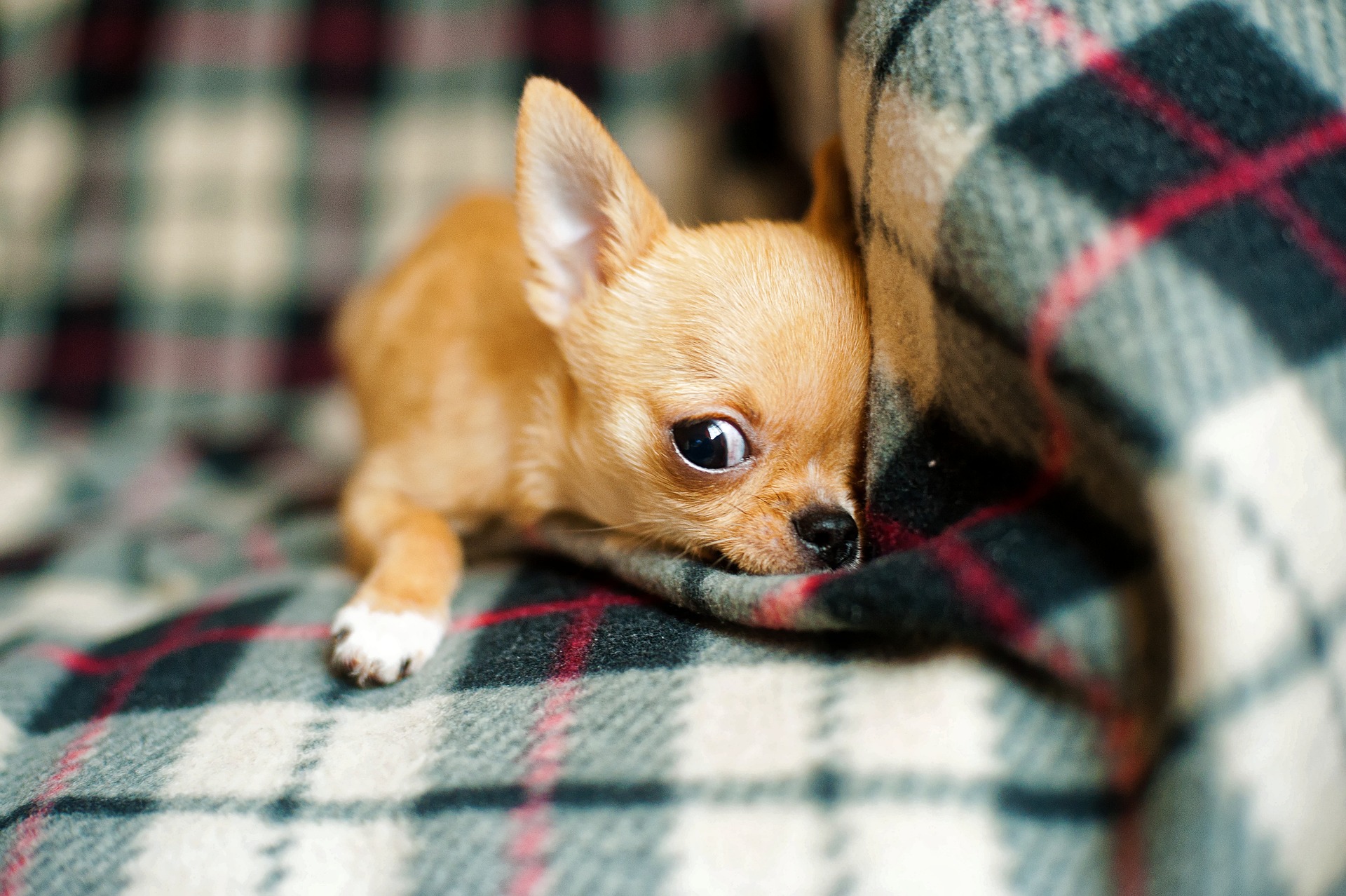 chihuahua puppy 958203 1920