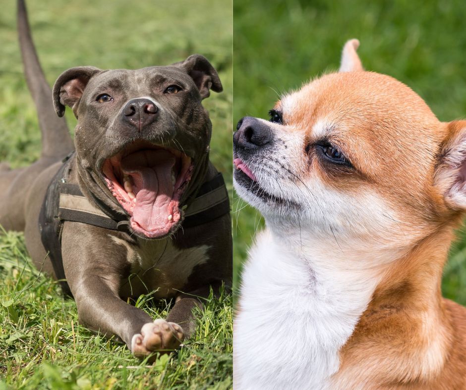 chihuahua vs pitbull