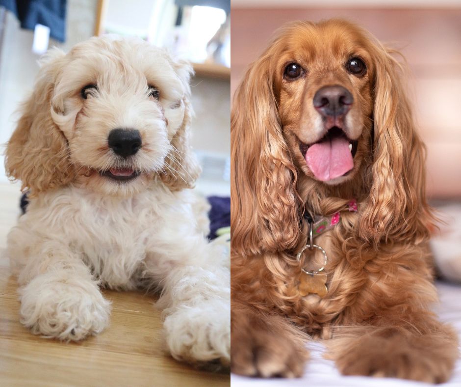 cockapoo vs cocker spaniel