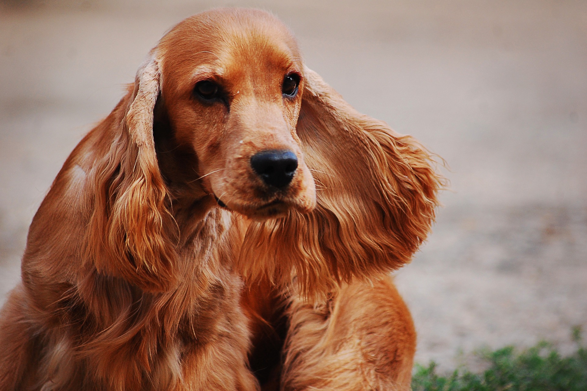 cocker spaniel english 2388265 1920