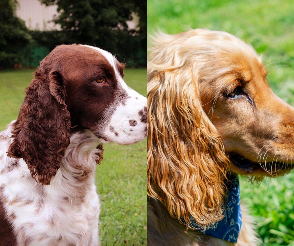 cocker spaniel vs springer spaniel