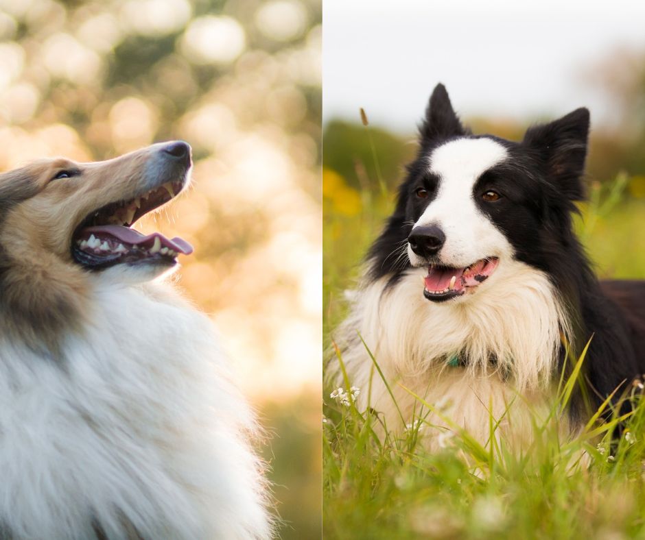 collie vs border collie