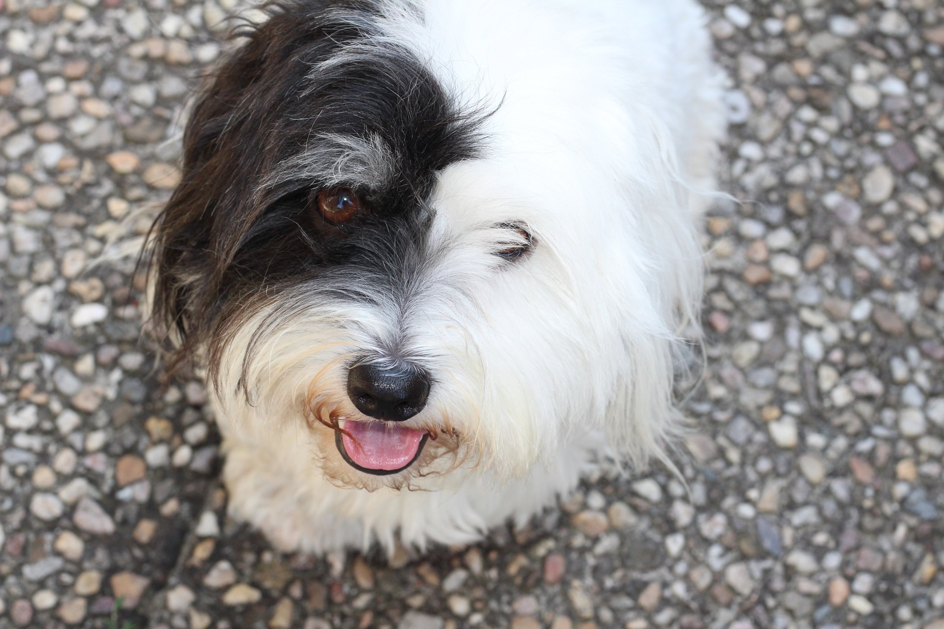 coton de tulear 1