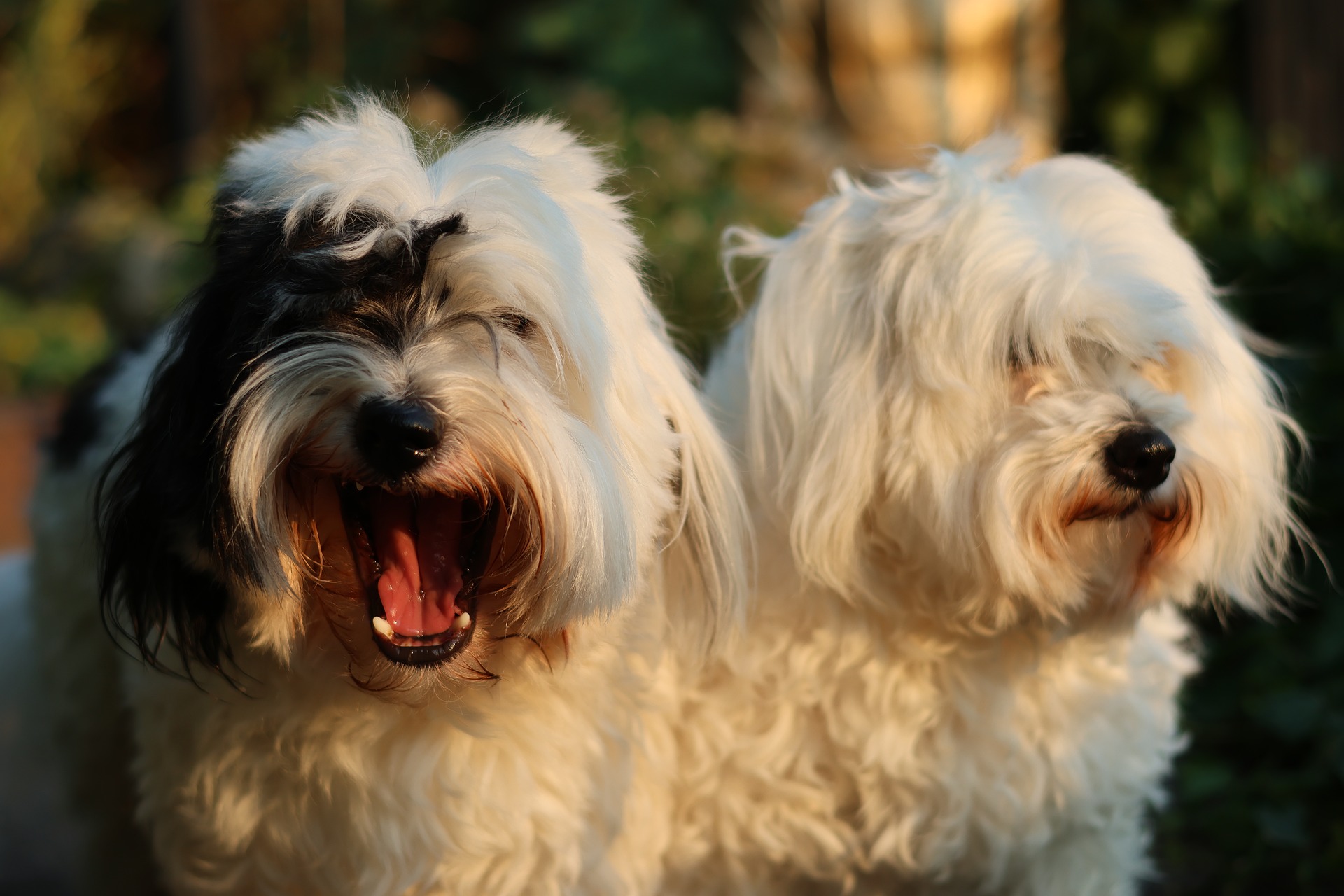 coton de tulear 2