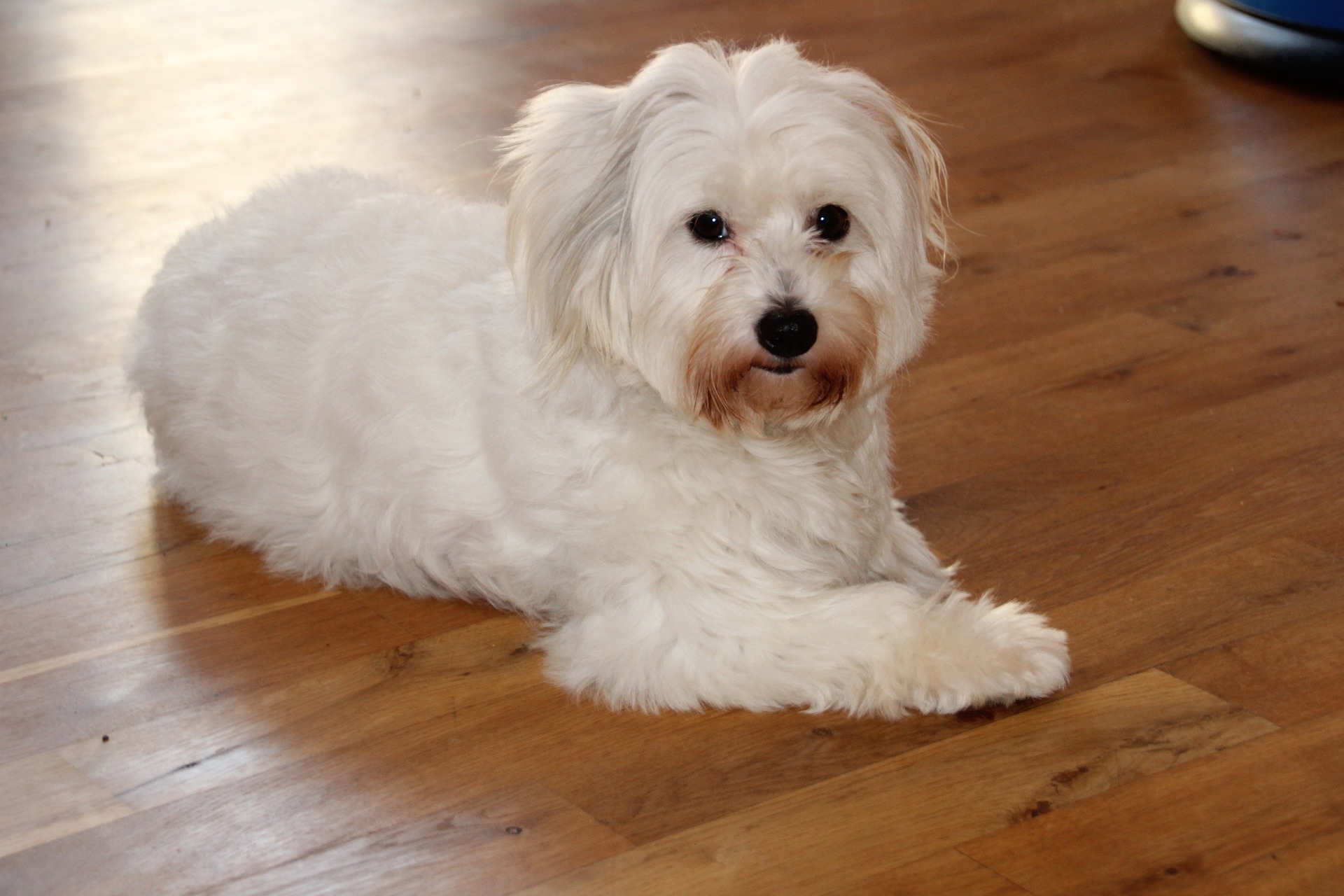 coton de tulear 5799865 1920