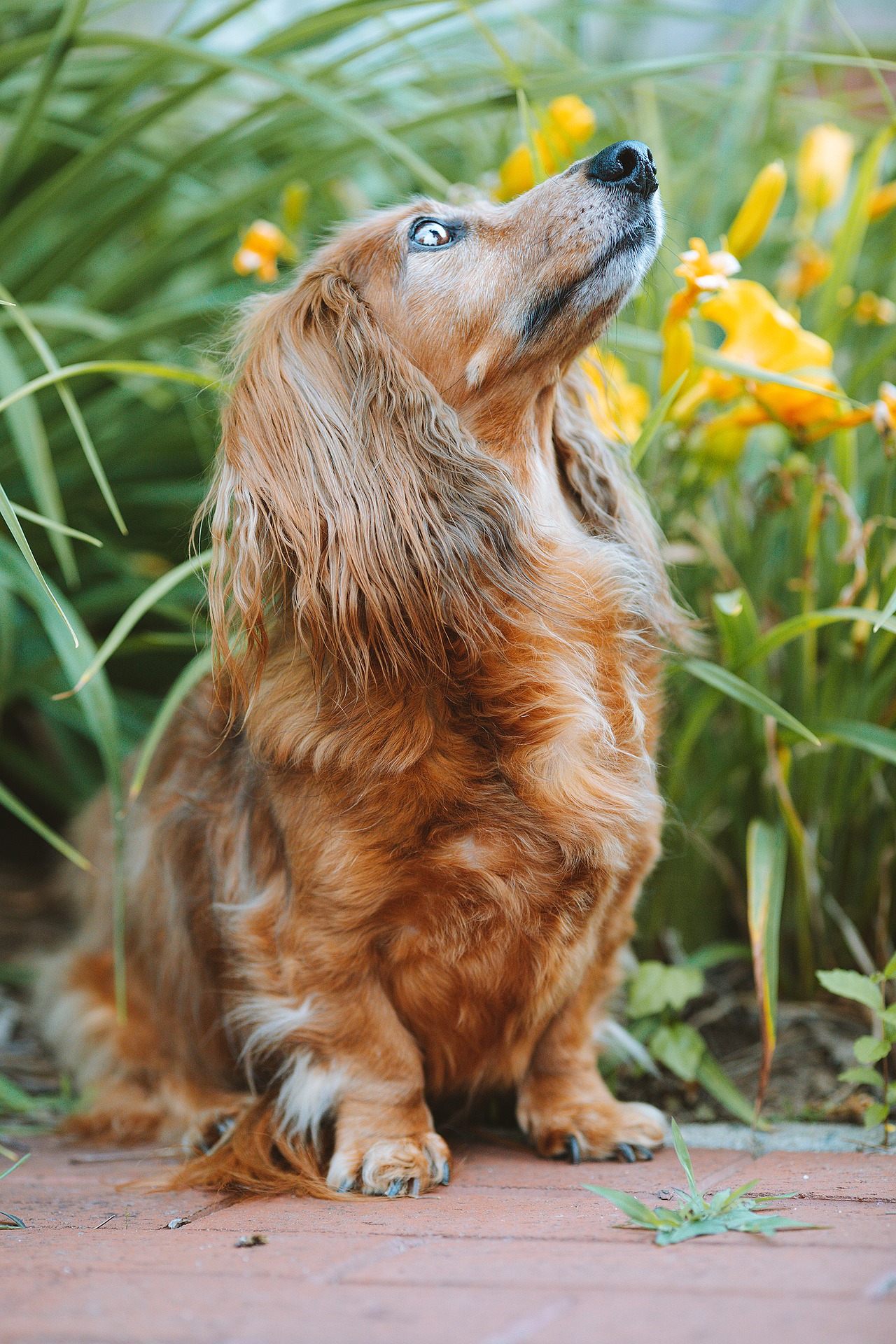 dachshund 8043113 1920