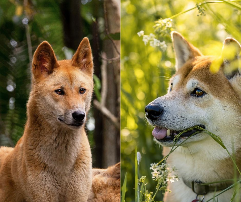 dingo vs shiba inu