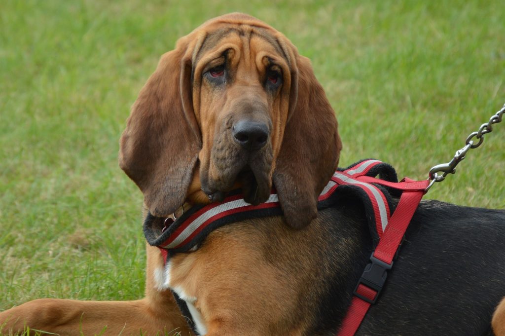 Bloodhound Vs Basset Hound Choosing The Right Scent Hound For You