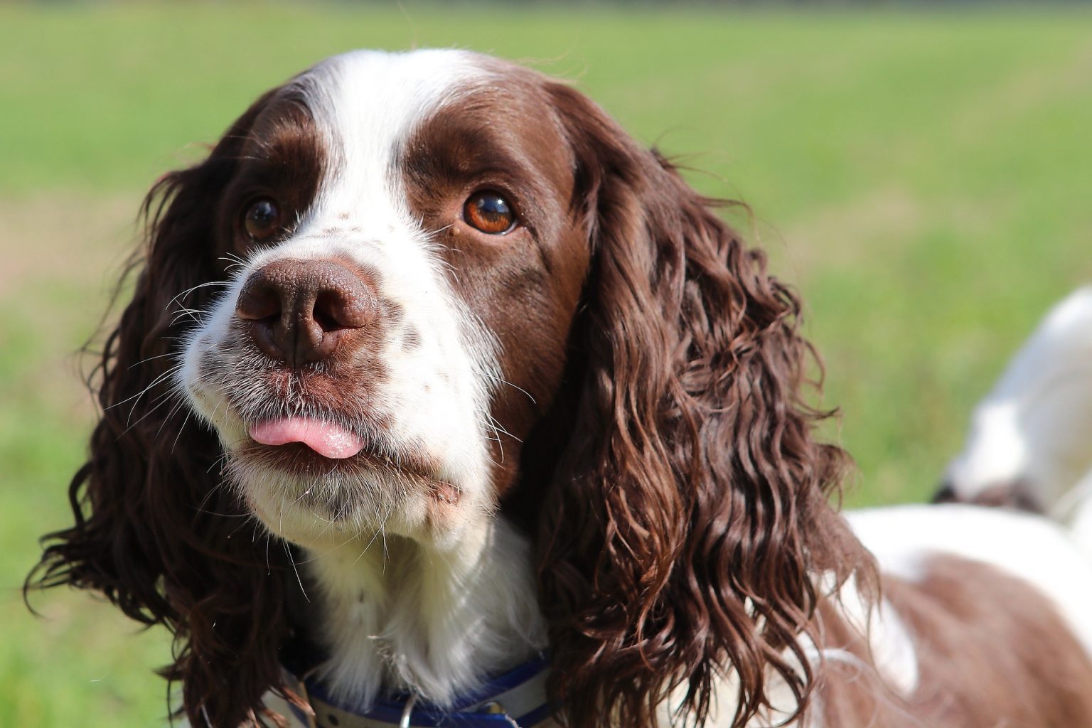 English Springer Spaniel Bench Vs Field What Is The Main Difference?