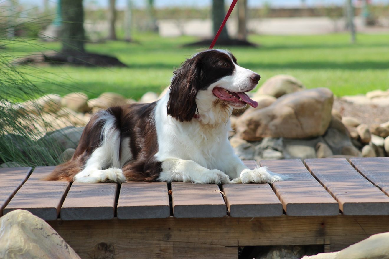 English Springer Spaniel Bench Vs Field What Is The Main