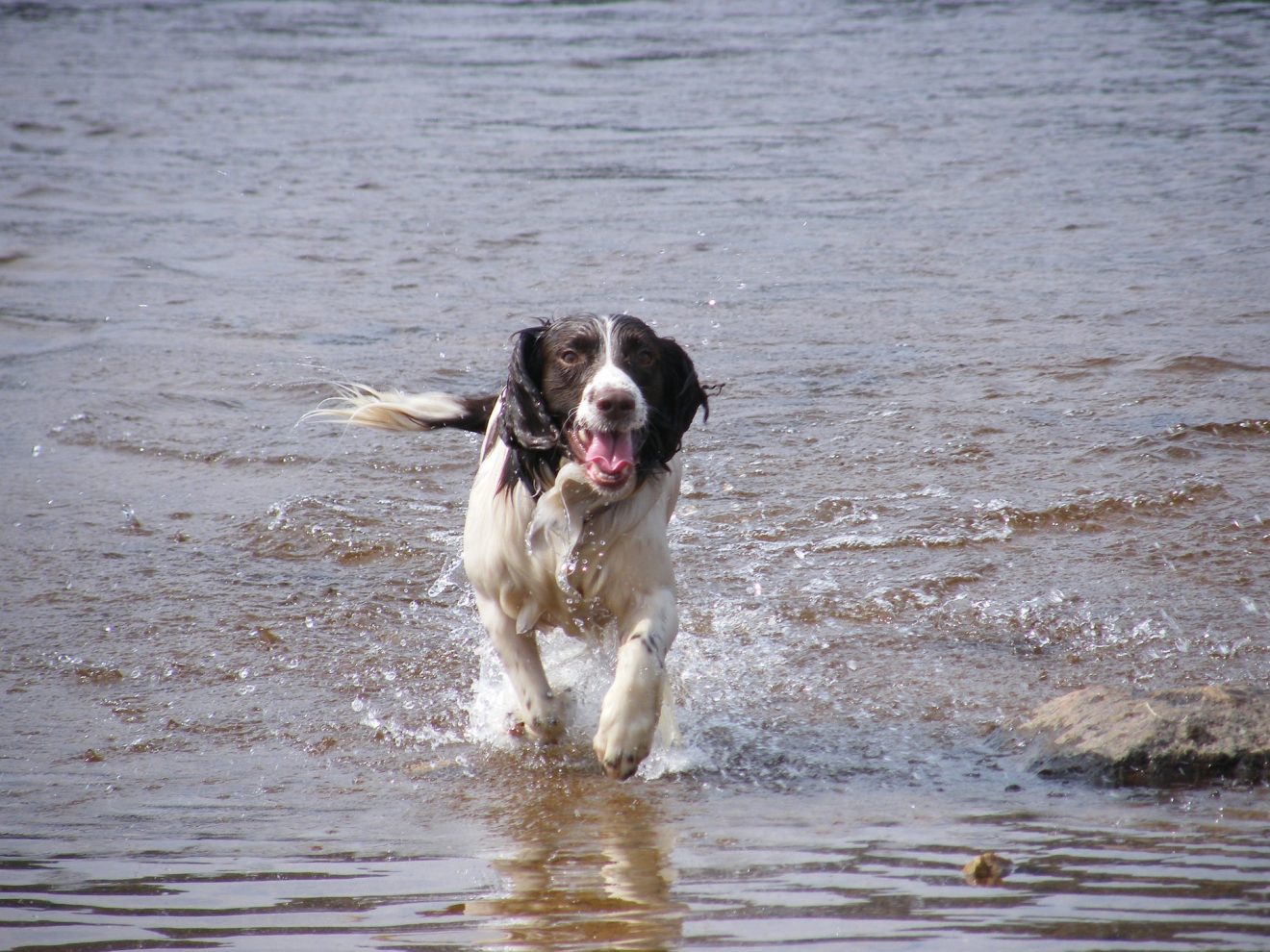 English Springer Spaniel Bench Vs Field What Is The Main Difference?
