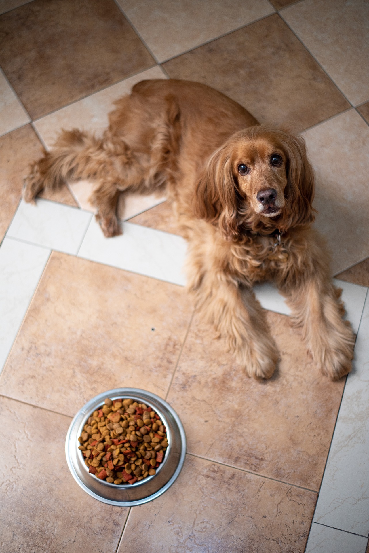 english cocker spaniel 5937758 1920