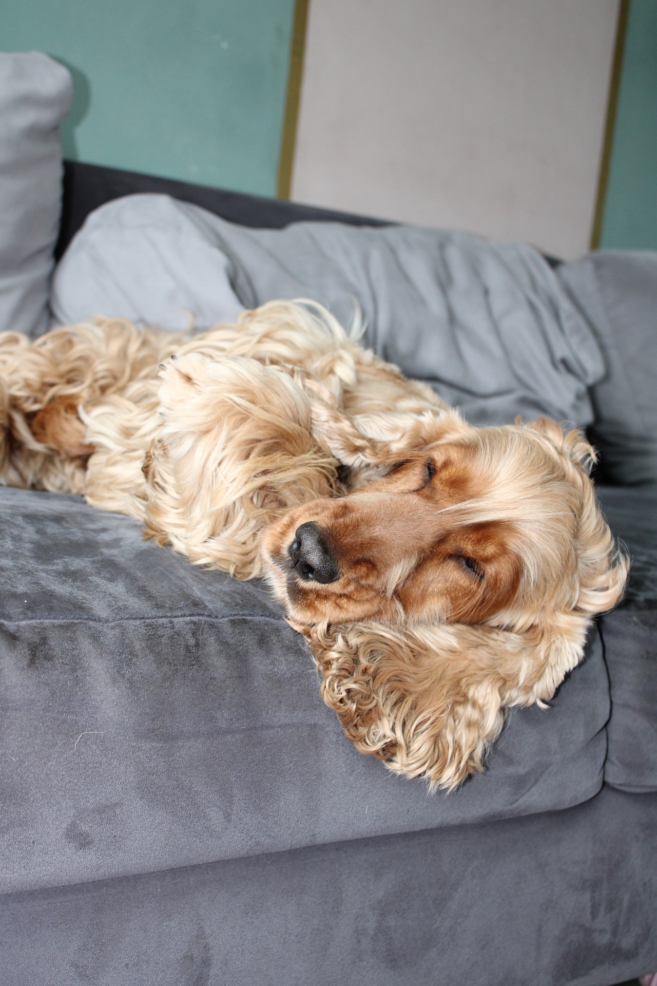 english cocker spaniel 5958084 1920