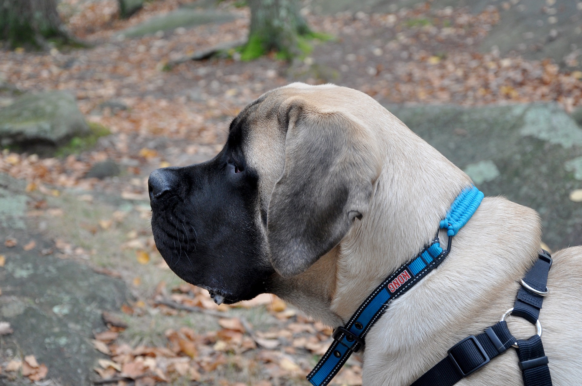 english mastiff 489184 1920