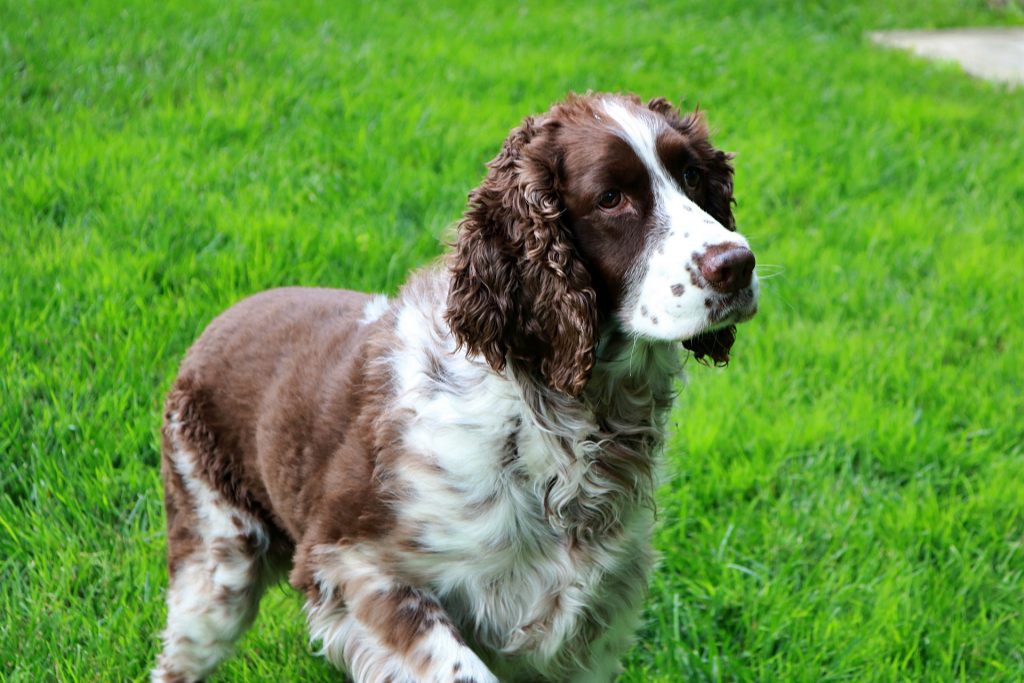 English Springer Spaniel Bench Vs Field What Is The Main