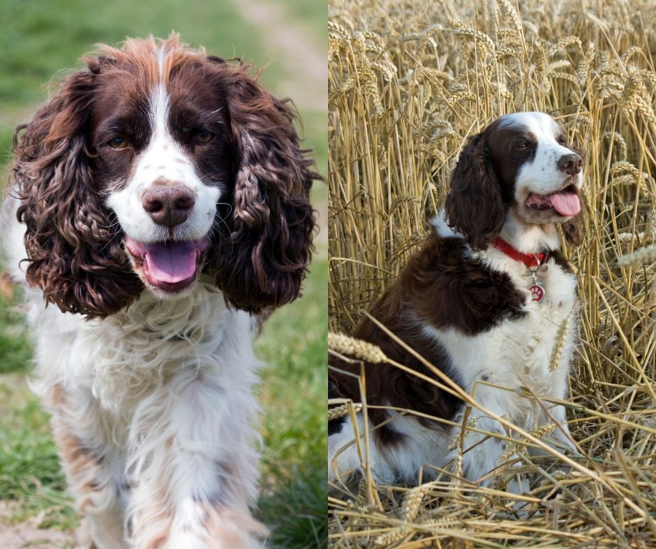 english springer spaniel bench vs field