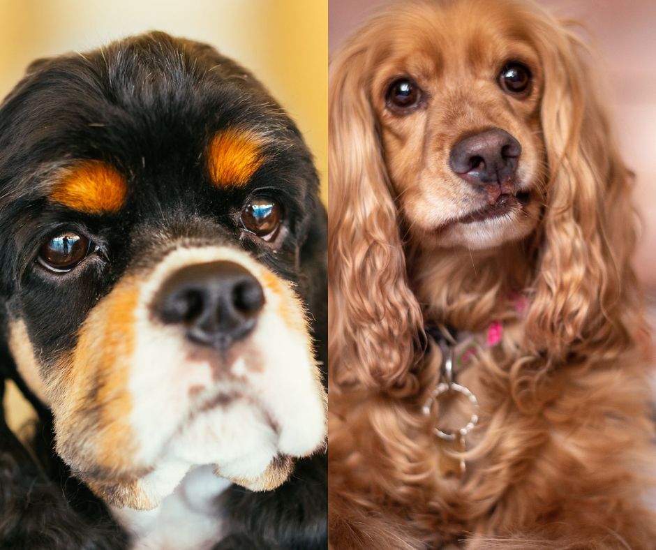 english vs american cocker spaniel