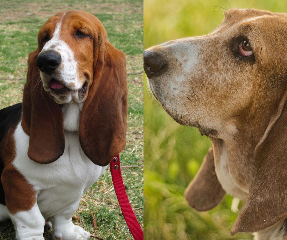 european basset hound vs american